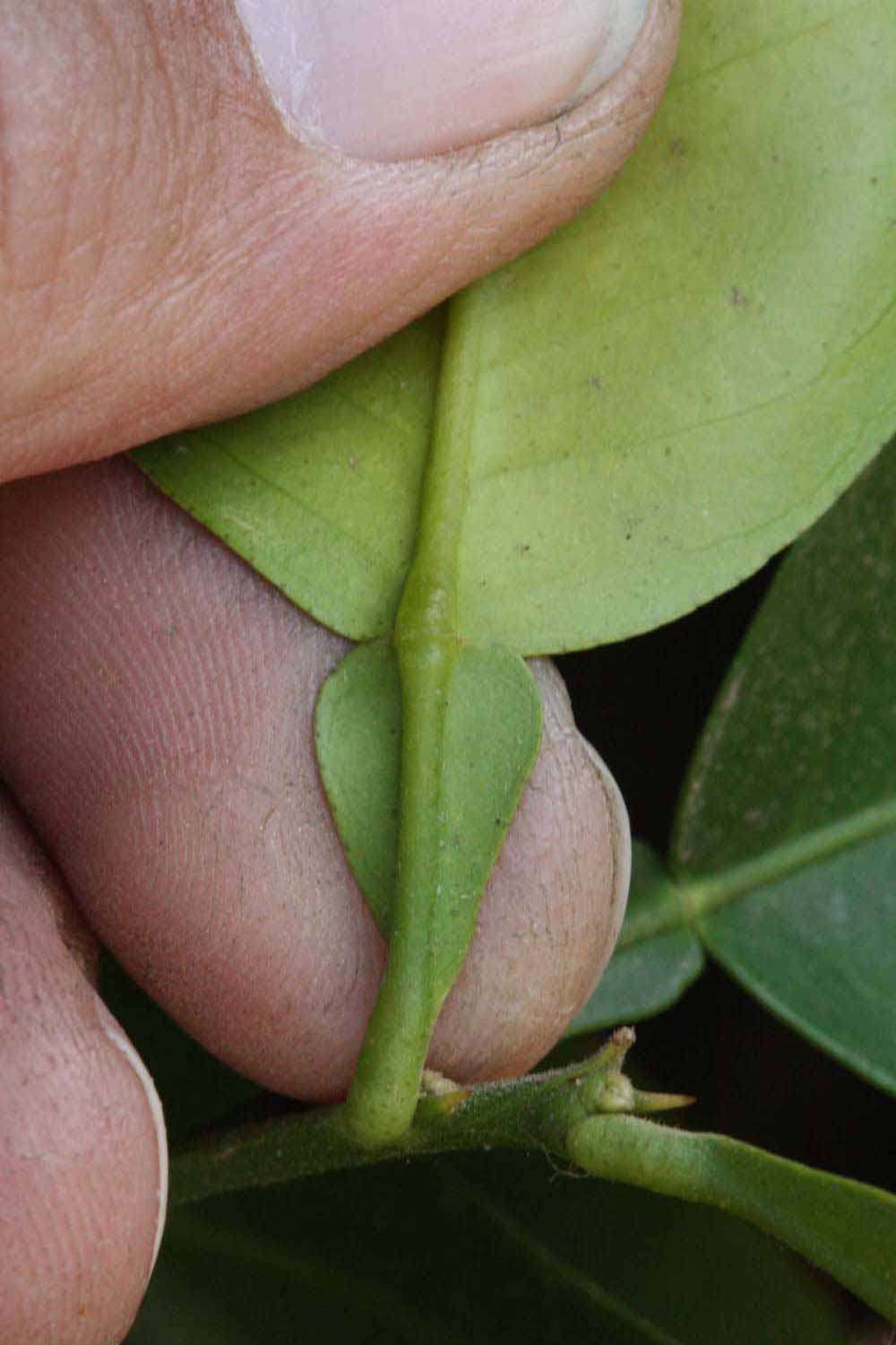              Petiole (Riverside, CA)       